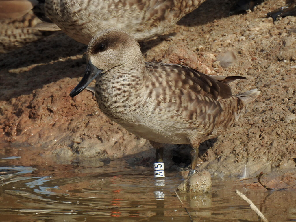 migración cerceta pardilla